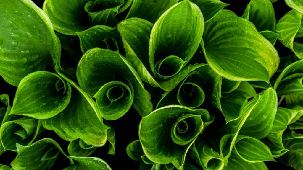 green leaves 2 | Whitehouse Communications