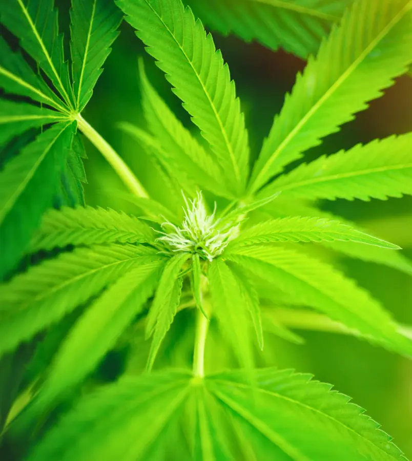tenacious-HEMP-preview | Whitehouse Communications Hemp leaves